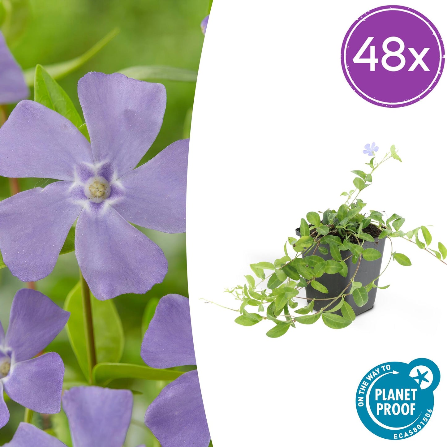 48x Vinca minor 'La Grave' - ↕10-25cm - Ø9cm