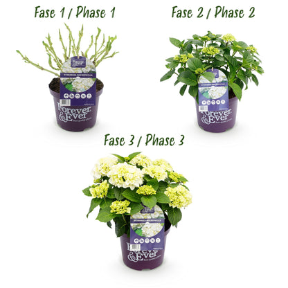 Green boutiQ - Terrasplant - Hortensia - Hydrangea Forever & Ever - Wit - 7-12 Bloemen - Pot 23cm Hoogte 55cm