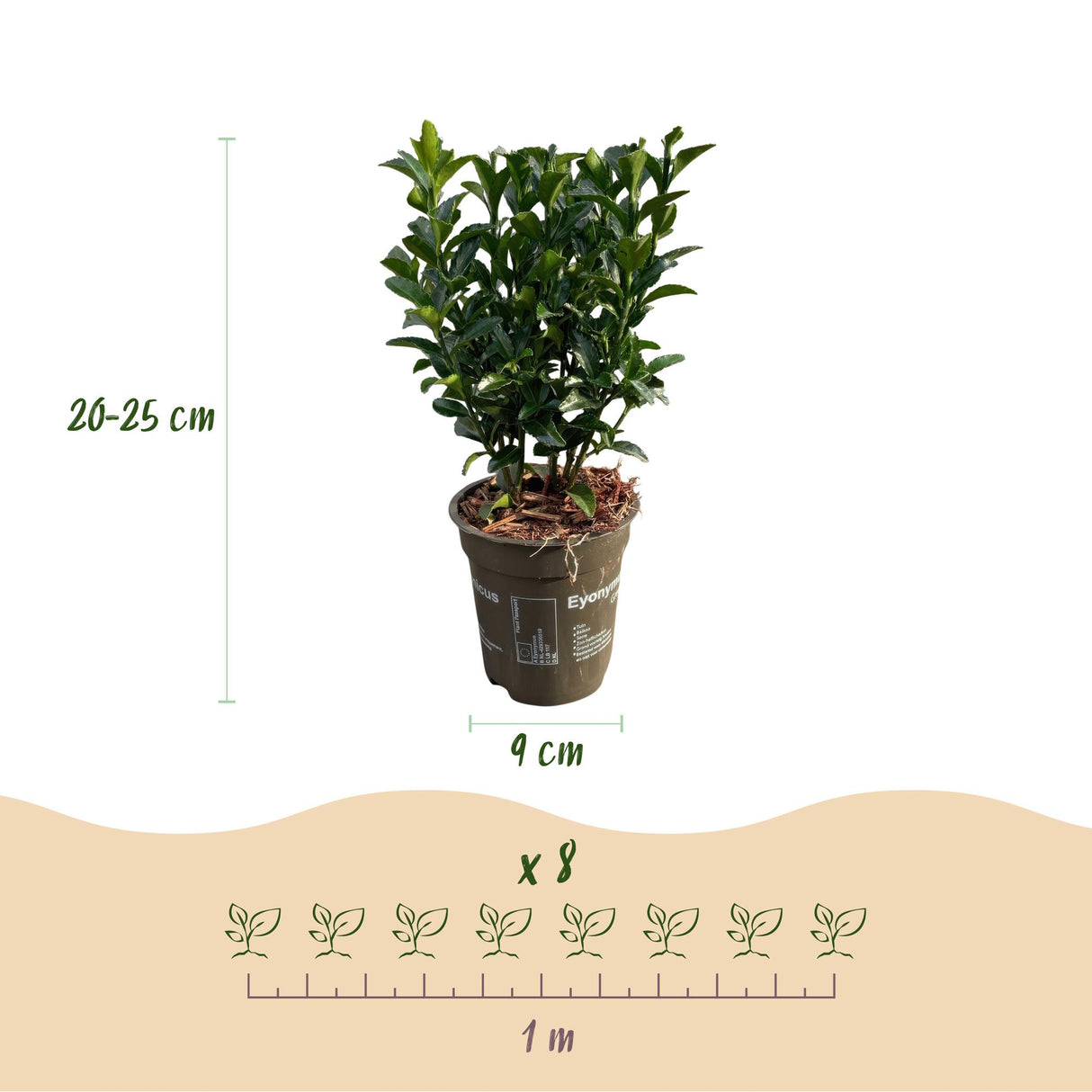Green boutiQ - Haagplanten - Euonymus japonica Green Spire -  blad groen - 8 planten - 1 strekkende meter - groenblijvend - pot 9cm hoogte 20-25cm
