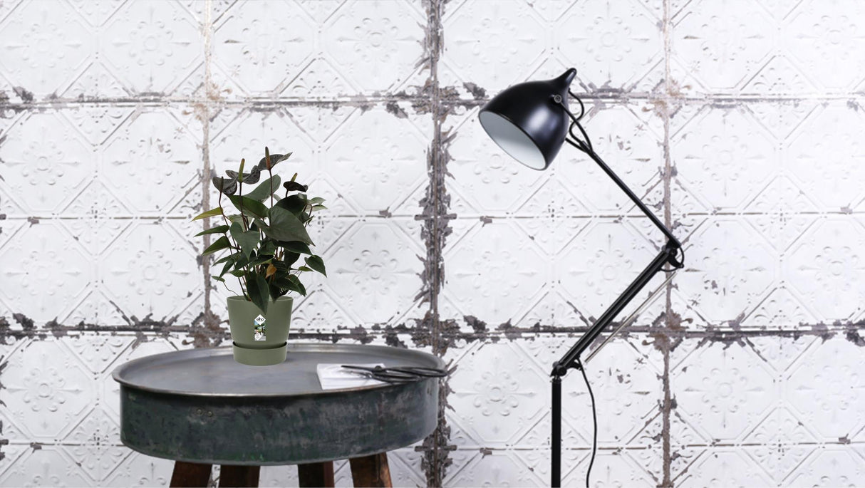 Flamingoplant / Anthurium – ↕36cm – ⌀12cm