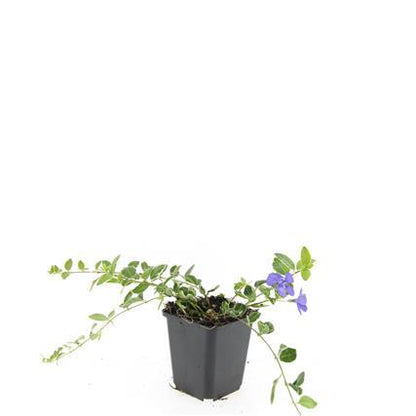 24x Vinca minor 'Ralph Shugert' - ↕10-25cm - Ø9cm