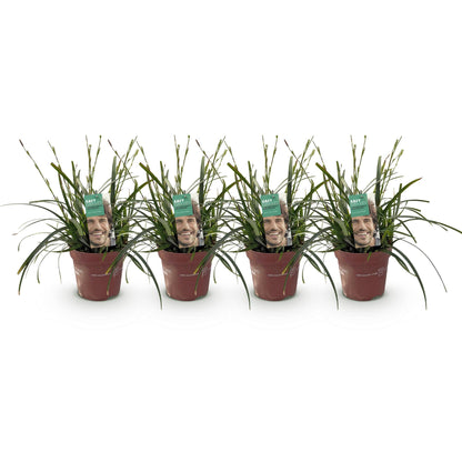 Green boutiQ - Siergrassen - Carex oshimensis Intense Green - Groen - 4 Planten - Bladhoudend - Weinig Onderhoud - Pot 17cm Hoogte 50cm