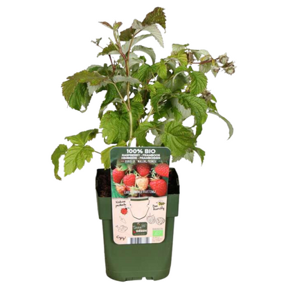 3 x biologische frambozenplanten - ↕20 cm - Ø 13 cm