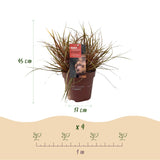 Siergrassen - Uncinia rubra Everflame  - Rood - 2 Planten - Bladhoudend - Weinig Onderhoud - Pot 17cm Hoogte 50cm