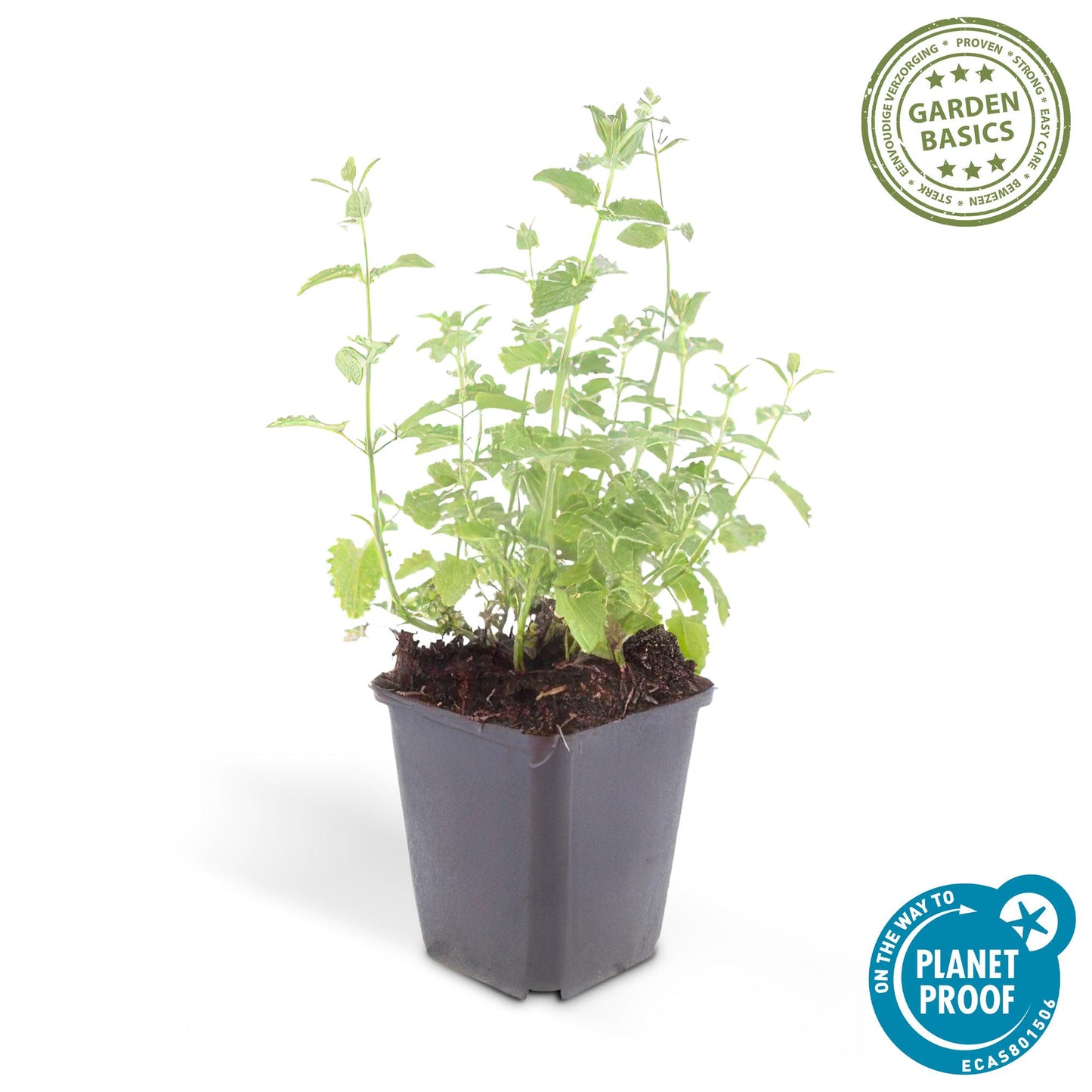 48x Nepeta 'Six Hills Giant' - ↕10-25cm - Ø9cm