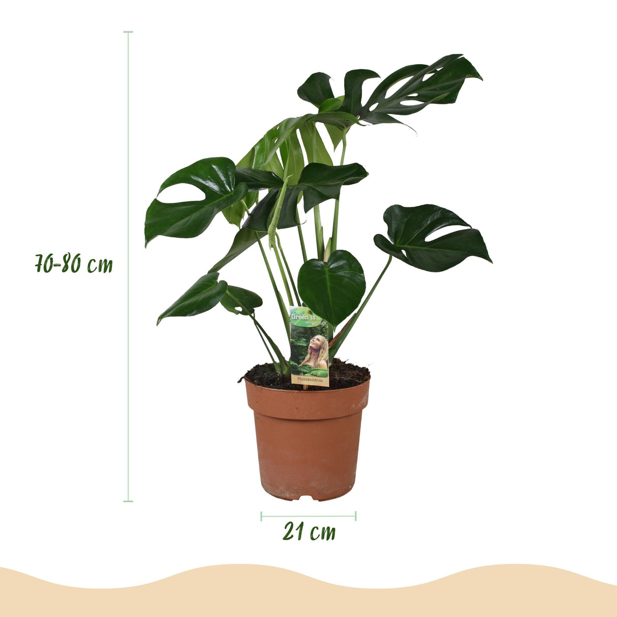 Monstera Deliciosa - Gatenplant - Weinig onderhoud - Groen - 1 Plant - met Potter Grijs - Pot 21cm - Hoogte 70-80cm