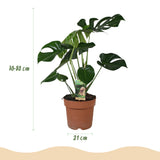 Monstera Deliciosa - Gatenplant - Weinig onderhoud - Groen - 1 Plant - met Potter Grijs - Pot 21cm - Hoogte 70-80cm