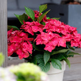 Green boutiQ - Terrasplant - Hortensia - Hydrangea Magical Teusday & Saphire - Rood - 6-10 Bloemen - 2 Planten - Pot 23cm Hoogte 55cm