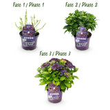 Green boutiQ - Terrasplant - Hortensia - Hydrangea Forever & Ever - Paars - 7-12 Bloemen - 2 Planten - Pot 23cm Hoogte 55cm