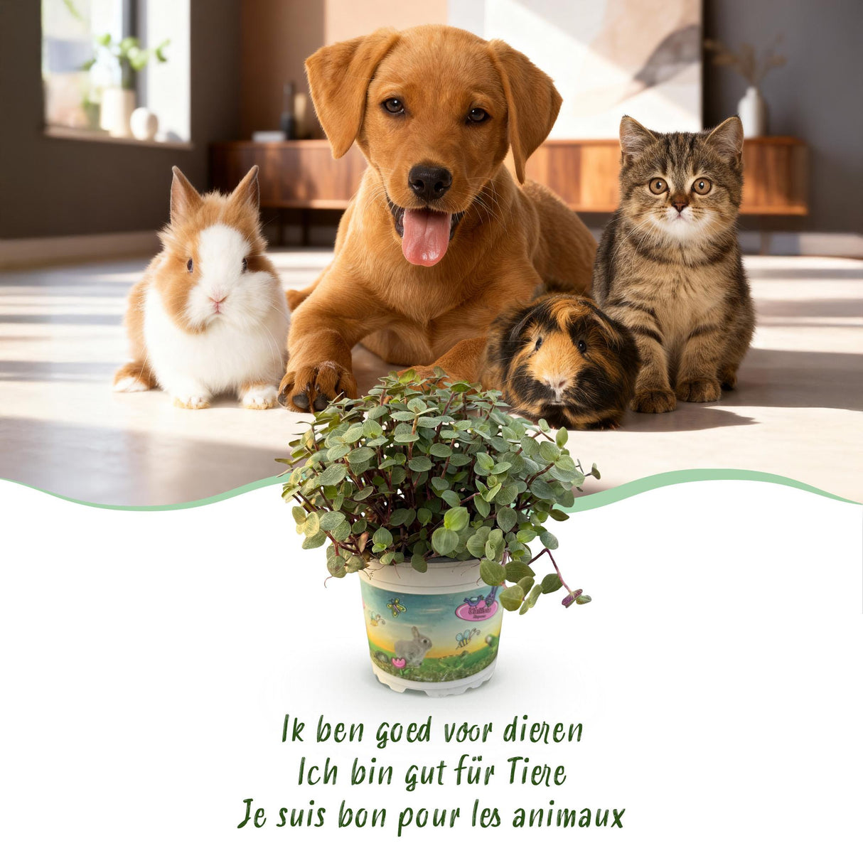 Calissia repens - Kattengras - Huisdiervriendelijk - Groen - 4 Planten - met Potter Wit - Pot 12cm - Hoogte 17-20cm