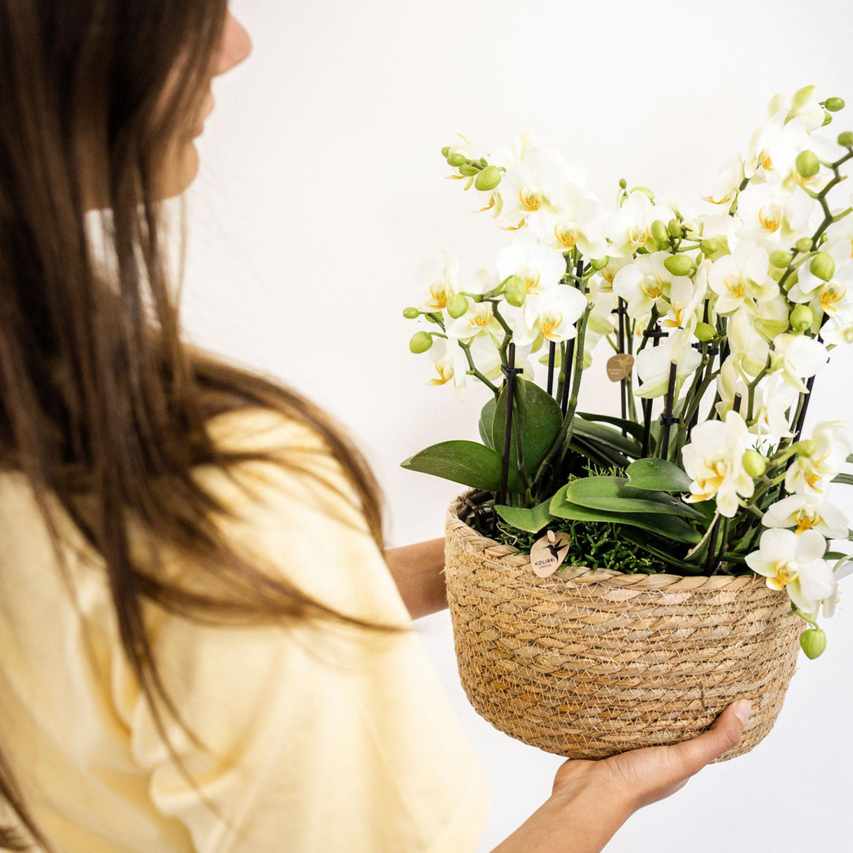 Kolibri Orchids | witte plantenset in Cotton Basket incl. waterreservoir | drie witte orchideeën Lausanne 9cm en drie groene planten | Jungle Bouquet wit met zelfvoorzienend waterreservoir