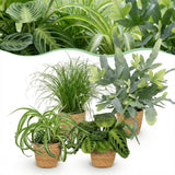 Chlorophytum - Cyperus - Phlebodium - Marantha - Mix van 4 - Huisdiervriendelijke Planten - Groen - 4 Planten - met Mand - Pot 12cm - Hoogte 25cm