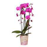 Kolibri Orchids | Paarse phalaenopsis orchidee potmaat Ø12cm | Freeride | bloeiende kamerplant - vers van de kweker