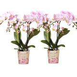 Kolibri Orchids | COMBI DEAL van 2 Phalaenopsis orchideeën - Portugal - potmaat Ø9cm | bloeiende kamerplant - vers van de kweker