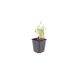 24x Gaura lindheimeri - ↕10-25cm - Ø9cm