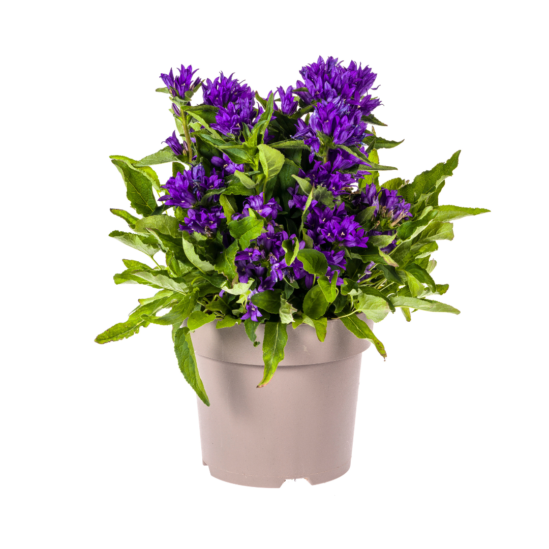 Campanule agglomérée Genti Blue Ø19cm - ↕30 - 40cm