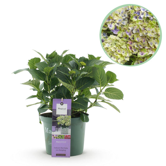 Green boutiQ - Terrasplant - Hortensia - Hydrangea Magical Jewel Blue - Blauw - 6-10 Bloemen - Pot 23cm Hoogte 55cm