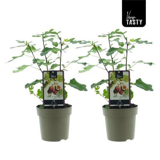 Ficus Brown Turkey (15018) - 2 stuks - ↕40cm - Ø15cm