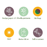 Green boutiQ - Fruitplant - Bananen plant - Musa sikkemensis Red Tiger - Winterhard - 6 planten - Pot 17cm Hoogte 40cm