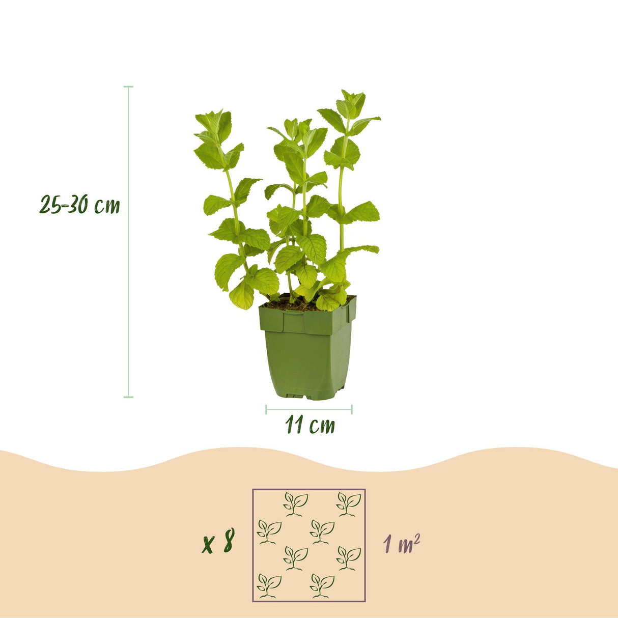 Borderpakket - Thee kruiden - 8 Vaste planten - 1 m2 - Diversen kleuren - Weinig Onderhoud - Pot 11cm