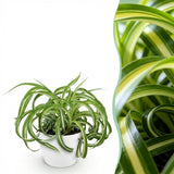 Chlorophytum comosum Bonnie - Krullende Graslelie - Huisdiervriendelijke Plant - Groen - 1 Plant - met Potter Wit - Pot 12cm - Hoogte 20cm