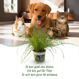 Cyperus alternifolius Zumula - Kattengras - Huisdiervriendelijke Plant - Groen - 4 Planten - met Potter Grijs - Pot 12cm - Hoogte 20cm