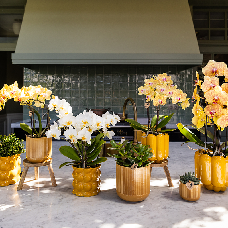 Sunny Bunny orchidee geel/roze + Retro oker sierpot – potmaat Ø12cm | bloeiende kamerplant – vers van de kweker