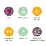 Green boutiQ - Bloembollen - Tulp Triumph Purple - Kleur Paars - 15 stuks - Bolmaat 11/12 - XXL Pack