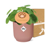 Mother's Day - Pilea Peperomioides 12cm in ELHO Vibes Fold 14cm roze
