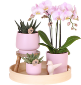 Kolibri Orchids | Gift set Moederdag Big | Groene plant met roze Phalaenopsis orchidee in Simplicity sierpotten roze op bamboe plate
