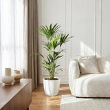 Howea Forsteriana - Kentia Palm - Weinig Onderhoud - Groen - 1 Plant - met Potter Wit - Pot 21cm - Hoogte 120-130cm