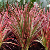 Dracaena Magenta - Drakenbloedboom - Weinig onderhoud - Groen - 1 Plant - met Potter Grijs - Pot 21cm - Hoogte 90-100cm