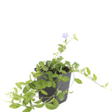 24x Vinca minor - ↕10-25cm - Ø9cm