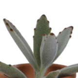 Vetplanten mix 5.5 cm - 5x - in terracotta pot