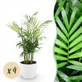 Chamaedorea elegans - Goudpalm - Huisdiervriendelijke Plant - Groen - 4 Planten - met Potter Wit - Pot 12cm - Hoogte 15cm