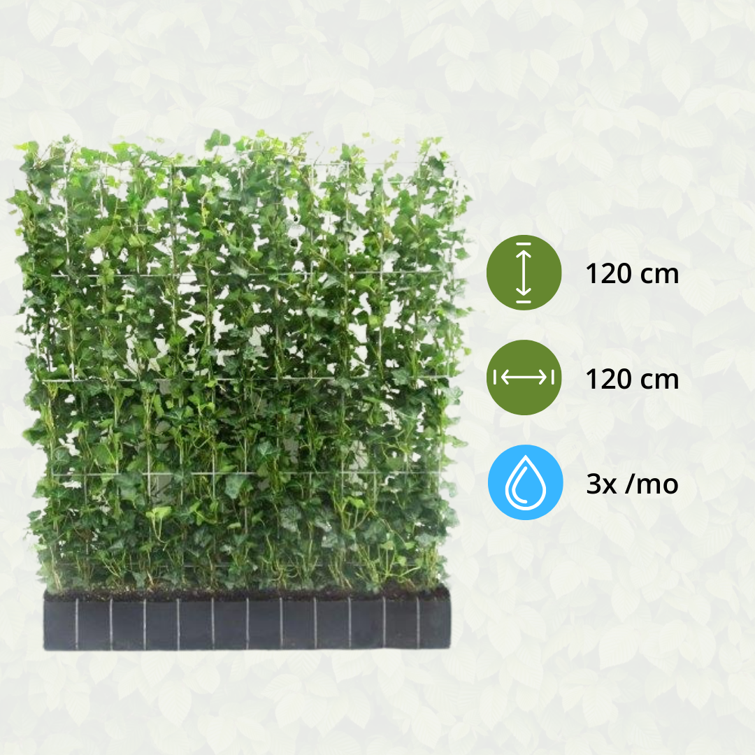 Hedera Hibernica - Klimop - Kant-en-Klaar Haag |  ↔120cm - ↨120 cm