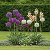 Green boutiQ - Blumenzwiebeln - Zwiebelgarten Allium-Mix - Verschiedene Farben - 80 Stück - Geschenkverpackung