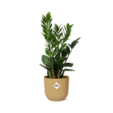 Zamioculcas – Hoogte 45-50 in ELHO Vibes Fold 14cm geel