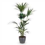 Howea Forsteriana - Kentia Palm - Weinig Onderhoud - Groen - 1 Plant - met Potter Grijs - Pot 21cm - Hoogte 120-130cm