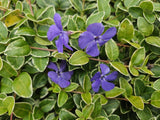 40x Vinca minor 'Ralph Shugert' - ↕10-25cm - Ø9cm