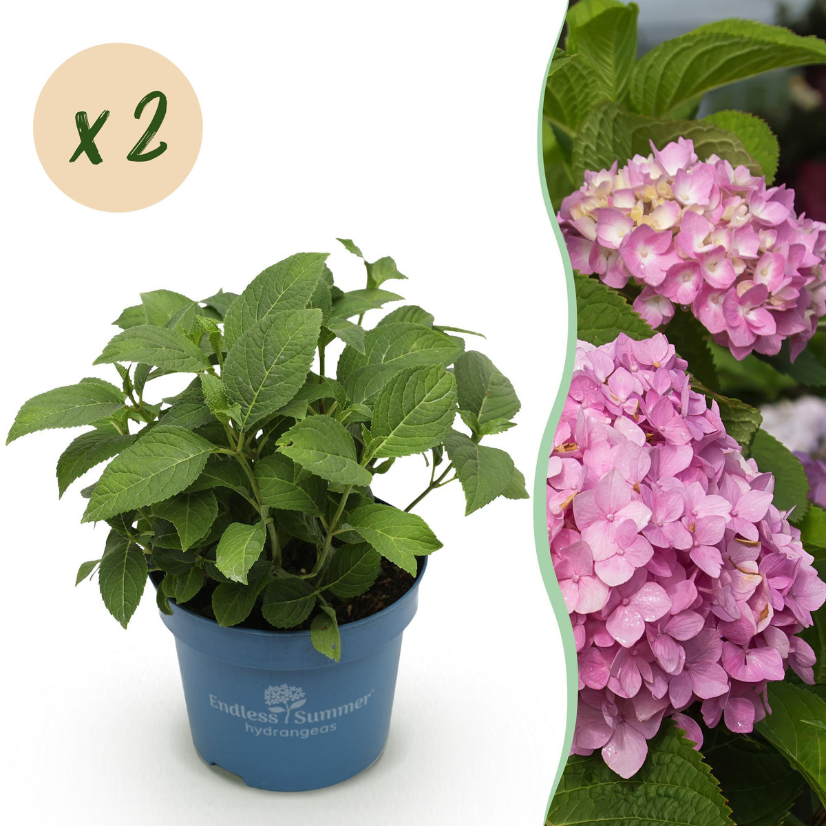 Green boutiQ - Tuinplant - Hydrangea Endles Summer The Original Pink - Hortensia - Winterhard - Roze - 2 Planten - Pot 14cm - Hoogte 20-25cm