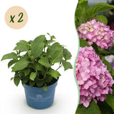 Green boutiQ - Tuinplant - Hydrangea Endles Summer The Original Pink - Hortensia - Winterhard - Roze - 2 Planten - Pot 14cm - Hoogte 20-25cm
