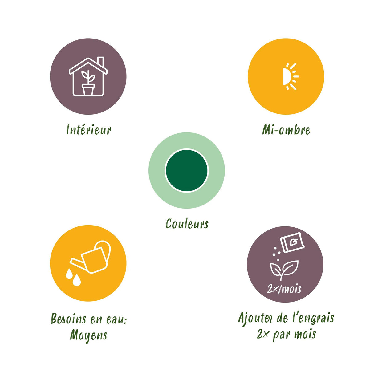 Howea Forsteriana - Kentia Palm - Weinig Onderhoud - Groen - 1 Plant - met Potter Wit - Pot 21cm - Hoogte 120-130cm