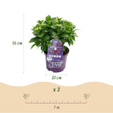 Green boutiQ - Terrasplant - Hortensia - Hydrangea Forever & Ever - Paars - 7-12 Bloemen - 2 Planten - Pot 23cm Hoogte 55cm