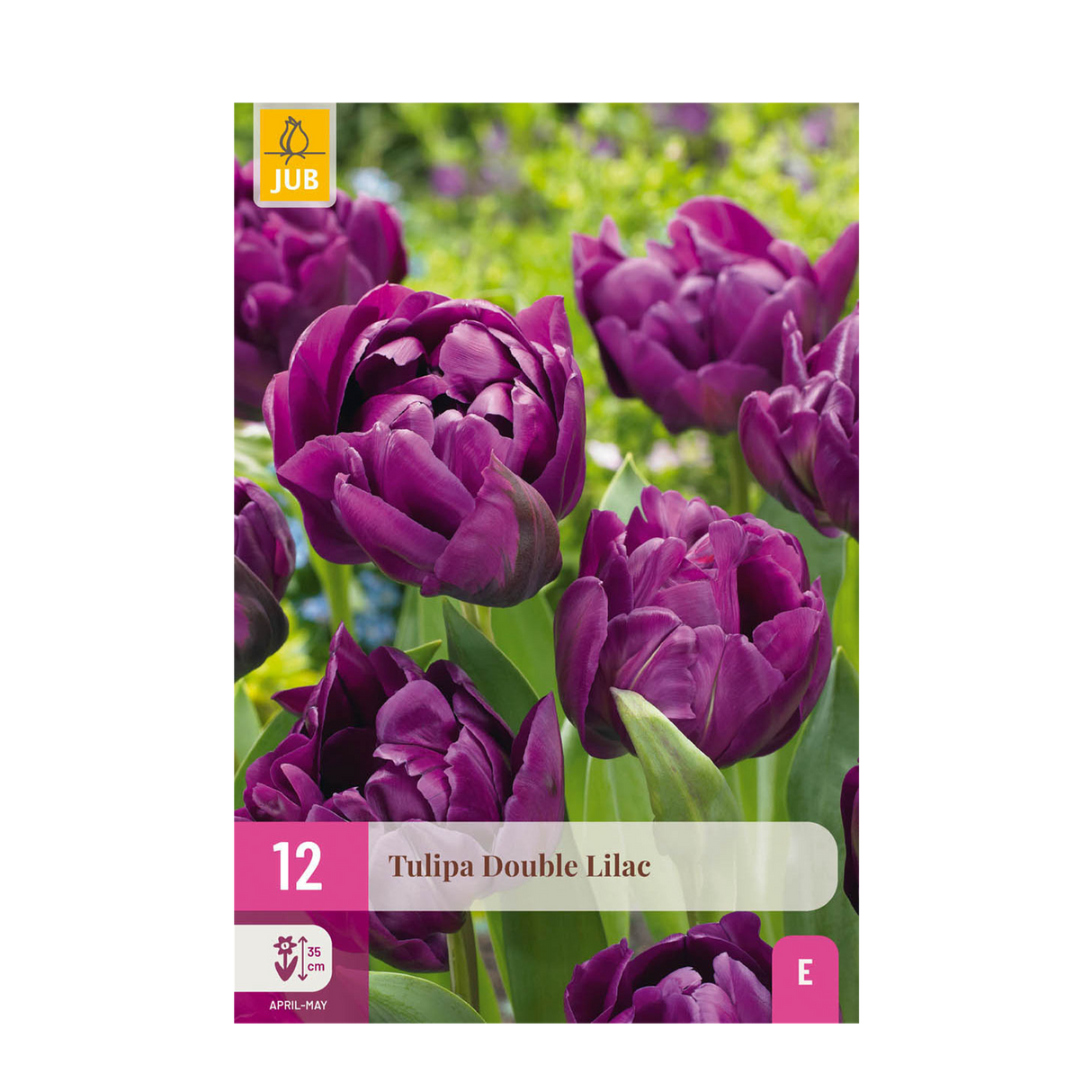 Green boutiQ - Bloembollen - Tulp Double Lilac - Kleur Paars - 50 stuks - Bolmaat 11/12 - XXL Pack