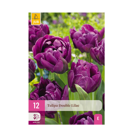 Green boutiQ - Bloembollen - Tulp Double Lilac - Kleur Paars - 50 stuks - Bolmaat 11/12 - XXL Pack