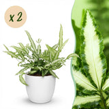 Pteris cretica Albolineata - Lintvaren - Huisdiervriendelijke Plant - Groen - 2 Planten - met Potter Wit - Pot 12cm - Hoogte 20cm