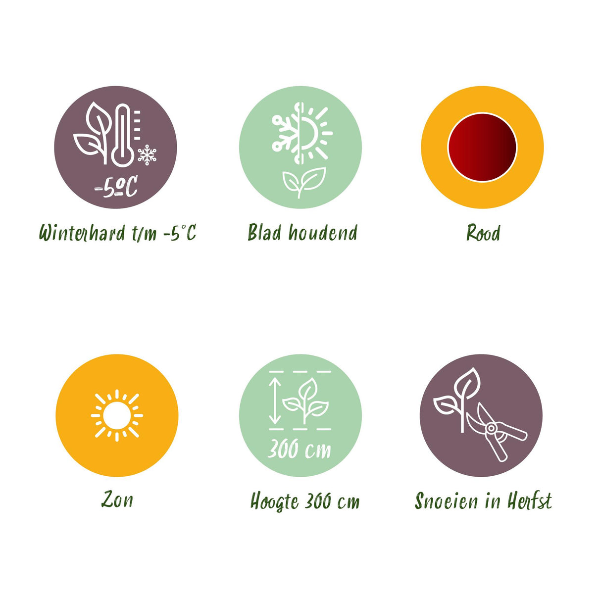 Green boutiQ - Fruitplant - Bananen plant - Ensete ventricosum Maurelli - Winterhard - 6 planten - Pot 17cm Hoogte 40cm