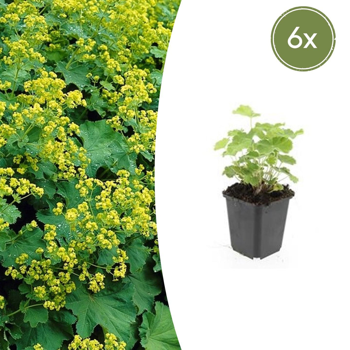 6x Alchemilla mollis - ↕10-25cm - Ø9cm