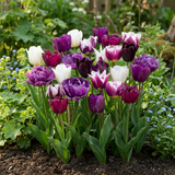 24x Tulipa Blueberry mix - Bosaardbeien mengsel tulp - Diversen - Voorjaarsbloeier - Bolmaat 11/12